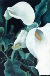 Eleganta vita callaliljor