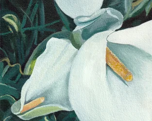 Eleganta vita liljor