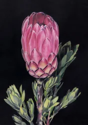 Exotisk rosa protea