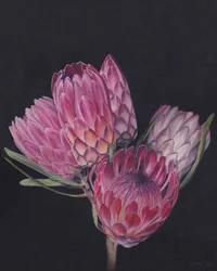 Exotiska rosa proteor