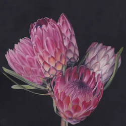 Exotiska rosa proteor
