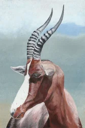 Den majestätiska blesboken
