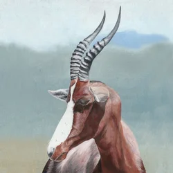 Porträtt av en majestätisk blesbok