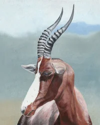 Majestätisk blesbok – profil