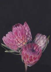 Protea-blandning av Viccy Wanliss