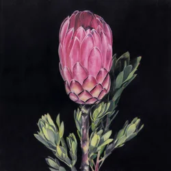 En iögonfallande rosa protea