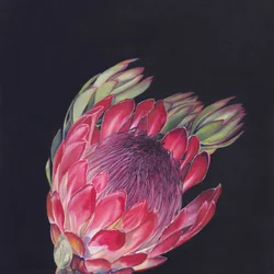 Ljusrosa protea