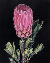 Ljusrosa protea