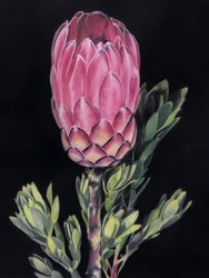 Ljusrosa protea