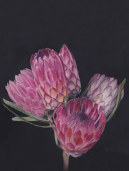 Ljusa rosa proteor