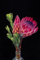 Ljusa rosa proteor