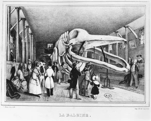 Valen på Naturhistoriska museet i Paris, ca 1840