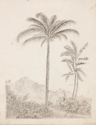 Palmer