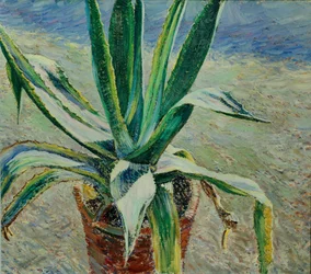 Agave, 1891