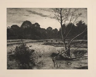 Solnedgång i en skog