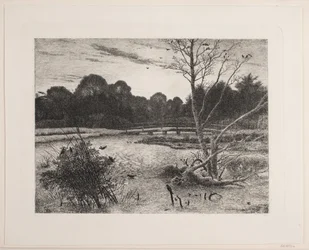 Solnedgång i en skog