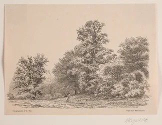 Kanten av en skog