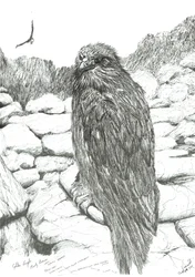 Eagles of the Highlands, 2011