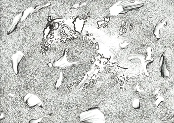 Horse Apparition, 2017, (bläck på papper)