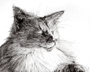 Monty cozy boy, 2015, (bläck på papper)
