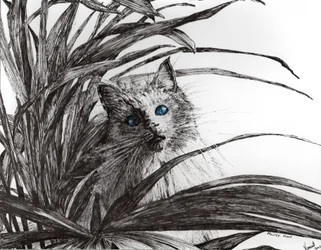 Monty plant, 2015, (bläck på papper)