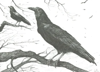 Observers, 2011