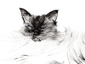 Sleepy eye, 2015, (bläck på papper)
