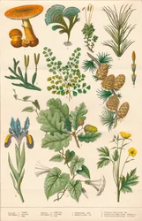 Botanisk illustration, c1880-talet.