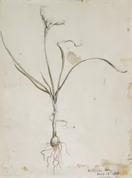 Blomma och lök, Wichita Mts. 13 april 1869, 1869 (akvarell och penna)