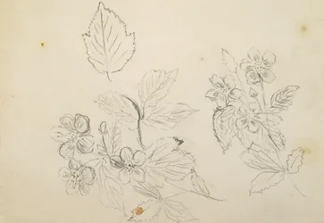 Recto: Blomsterstudie, 1869-1871