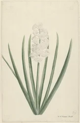 vit hyacint
