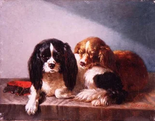 Ett par Cavalier King Charles Spaniels på en avsats