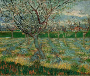 Blommande fruktträdgård med aprikosträd