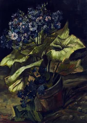 Cineraria i blomkruka