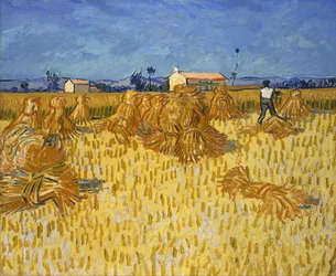 Skörd i Provence
