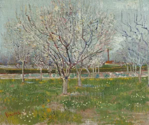 Blommande fruktträdgård (plommonträd)
