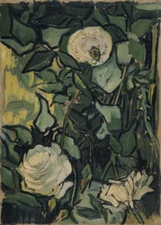 Rosor