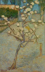 Litet blommande päronträd