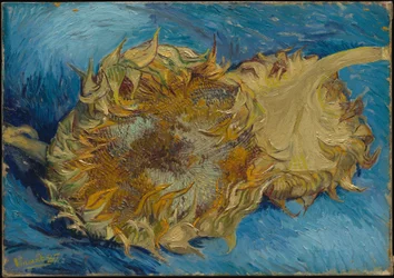 Solrosor