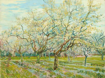 V. van Gogh, Den vita fruktträdgården