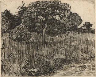 Gråtande träd