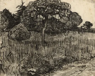Gråtträd, 1889