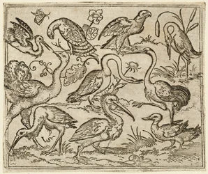 Struts på vänster sida med nio andra fåglar, inklusive en häger och en pelikan..., 1557.