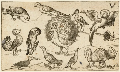 Påfågel i mitten omgiven av nio andra fåglar, däribland en kalkon, och en fjäril..., 1572.