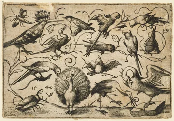 Tio fåglar på små lövrankor med en stork som binder en ranka runt en pelikans ben..., 1540.