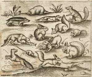 Grupp av små skogsvarelser som äter och springer runt en damm, inklusive en möss, kanin, ekorre, tvättbjörn, skogsklocka, iller, mård och grävling, från Douce Ornament Prints Album I