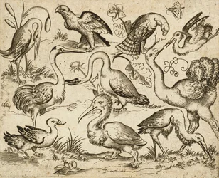 Struts på vänster sida med nio andra fåglar, inklusive en häger och en pelikan, avbildad på minimal mark med fläckar av löv runt några av fåglarna, från Douce Ornament Prints Album I, efter 1557 (gravyr och etsning på lagt papper)