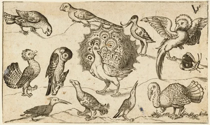 Påfågel i mitten omgiven av nio andra fåglar, däribland en kalkon, och en fjäril på enkel mark med en liten gräsfläck, ur Douce Ornament Prints Album I