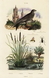 Alpsnurra, bulrus, skalbagge och geting, 1834-1839 (gravyr)