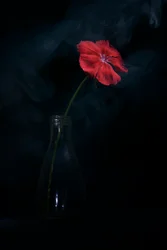 Dramatisk röd blomning